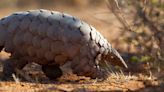 Pangolin: The Endangered Species With a Misleading Nickname