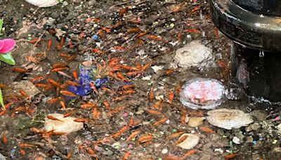 You can visit a makeshift "koi pond" in Bed-Stuy right now