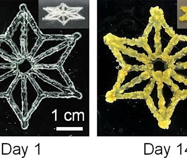 Crafting Programmable Living Materials With Synthetic Biology & 3D Printing