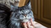 Maine Coon Mom Explains Why the Breed Is More Like Dogs Than Cats