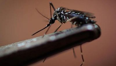 Dengue: Aumentan casos en Jalisco; menores de edad los de mayor riesgo