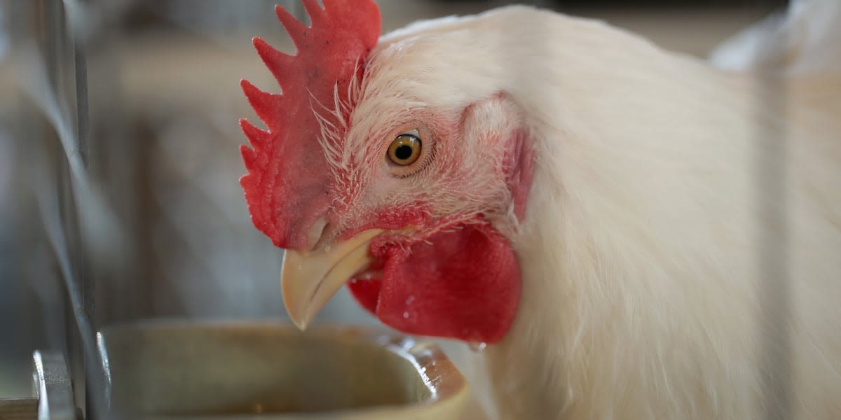 SC Poultry Festival returns to Batesburg-Leesville