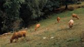 Polémica en 9 pueblos de León al obligar a los ganaderos a recoger las boñigas: 'Los dueños de perros lo hacen'