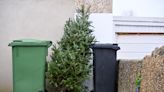 When to take your Christmas tree down, and how to dispose of it