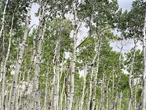 The Magic of Old-Growth Forests