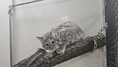 Baby bobcat escapes from Indiana zoo