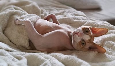 Sphynx Cat's Pure Love of Bathtime Is Off-Brand but So Cute