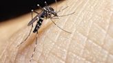 Sanidad extrema la vigilancia sobre los mosquitos y las garrapatas: pueden transmitir una quincena de enfermedades