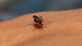 Regina to see increase of mosquitoes this weekend, residents advised to drain water