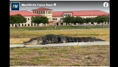 Enorme caimán es expulsado de la Base de la Fuerza Aérea de la Florida tras dos infracciones, dicen autoridades