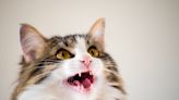 Why Do Cats Chirp? The Answer May Surprise You