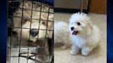 Rare shelter dogs that survived animal cruelty in Texas need adopters in New England