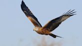 Red kite numbers soar in Cambridgeshire after they steal meat at zoo