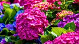 Give hydrangea flowers a ‘natural boost’ by feeding them a homemade fertiliser