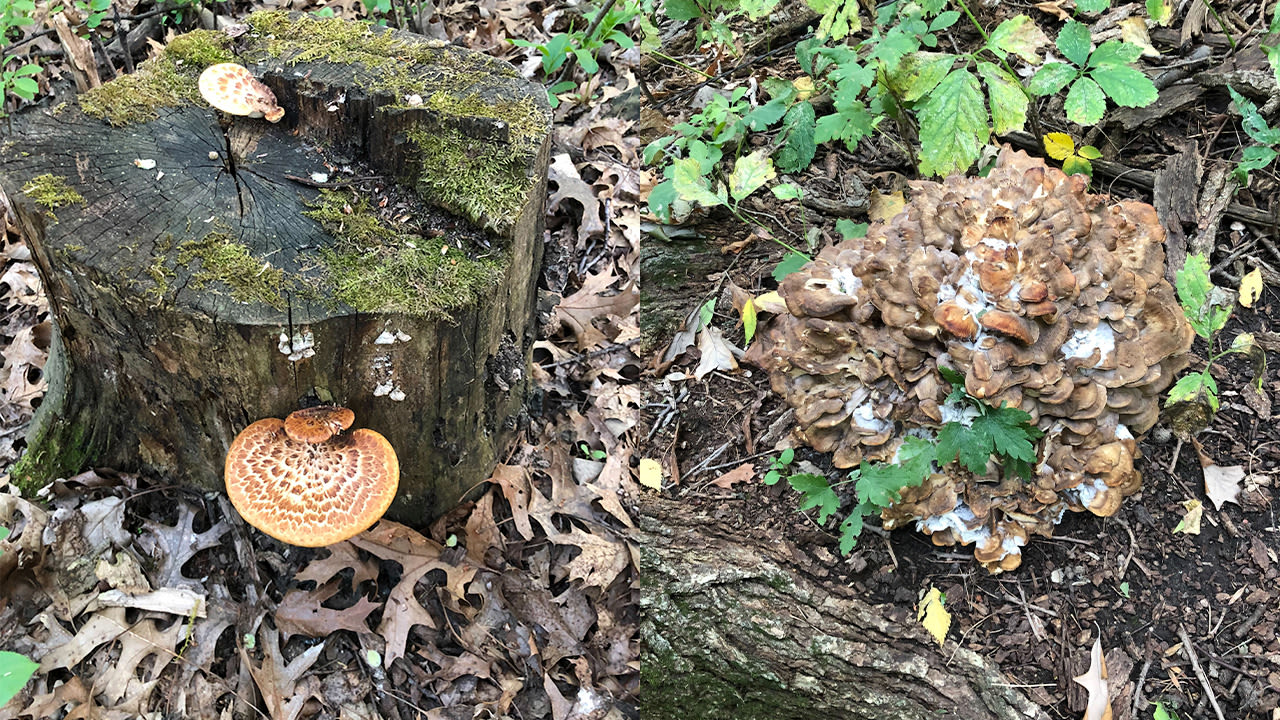 Minnesota sees surge in calls to poison control centers as wild mushrooms thrive