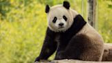 Dos nuevos pandas gigantes serán enviados desde China: esto es lo que se sabe de su llegada a EEUU