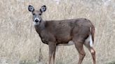 Share insight on 2024 deer season and more in the latest Manitowoc outdoors report