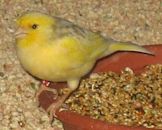 Domestic canary