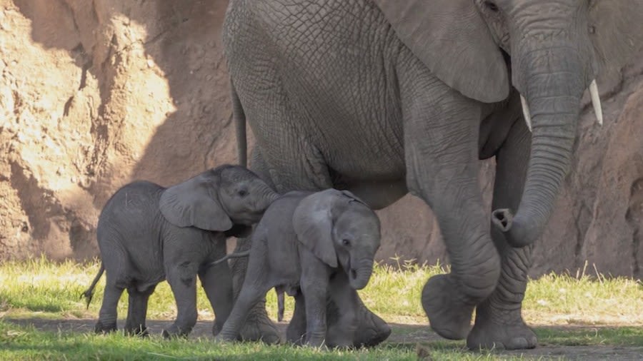 Fresno Chaffee Zoo’s new baby elephants to finally make public debut