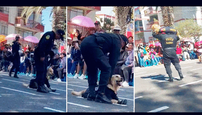 Perrito de la Policía desata las risas al negarse a marchar durante desfile por Fiestas Patrias en Tacna