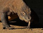 Komodo dragon