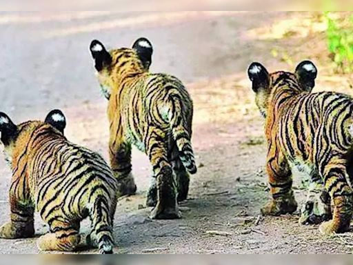 Orphaned Tiger Cubs Prepared for Release into the Wild | Jaipur News - Times of India