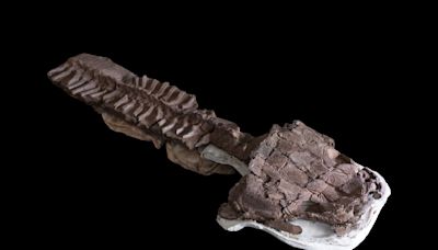 Fossils show huge salamanderlike predator with sharp fangs existed before the dinosaurs