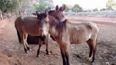After years of reports and complaints, Havasupai pack animals still in peril, say activists