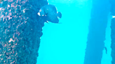 Not exactly 'Finding Nemo,' but Pompano Beach's underwater cam is cool | Gadget Daddy