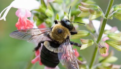 Keep Carpenter Bees Away From Wooden Structures