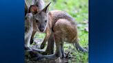 ‘A hoppy occasion’: Wallaby joey born at Pittsburgh Zoo & Aquarium