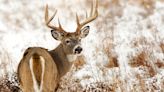 New York sees lowest deer harvesting numbers since 2017: DEC report