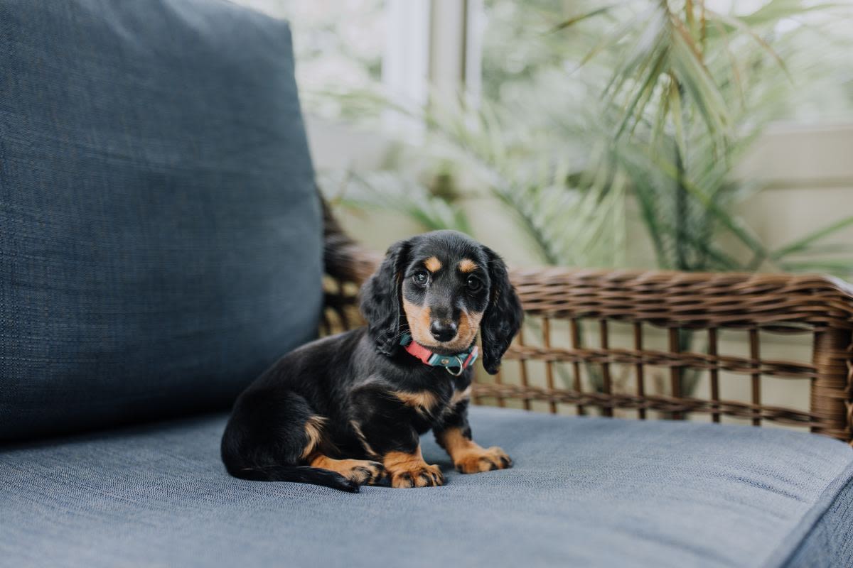 Mom Puts Mini-Dachshund in a Shirt and He’s Totally Not Having It