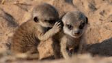 Meerkats say a lot - but don't always expect the answers - science
