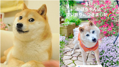 快訊／全球柴犬迷因始祖「Doge」過世！ 去年剛過18歲生日