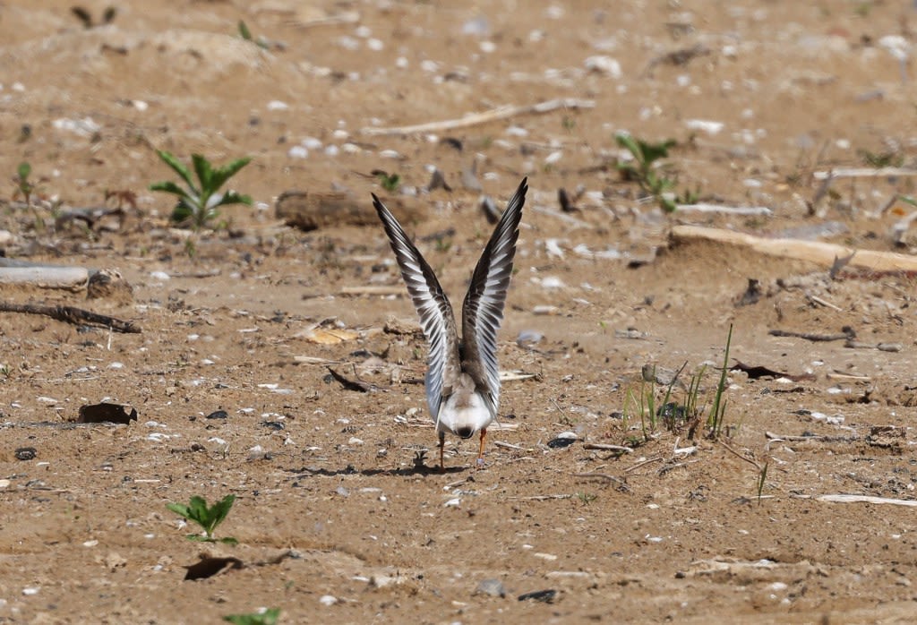 Captive-reared piping plovers making history with 2 separate nests with eggs in Waukegan and Chicago