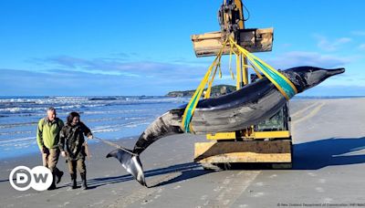 New Zealand: 'World's rarest whale' washes ashore – DW – 07/16/2024