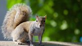 Squirrel blamed for knocking out power for 4,000 people