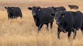 Time to check livestock’s trace mineral levels