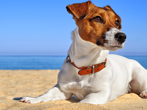 Crowd Goes Crazy Over Jack Russell Terrier Who Fearlessly Jumps Into the Water at the Beach