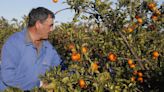 Algemesí dedica una feria a la naranja para reivindicar el campo