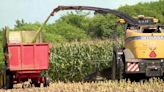 Cooperativa de leite investe na silagem do milho para alimentar gado durante a seca no ES