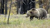 F&G alerts hunters and recreationists of a confirmed grizzly sighting north of Salmon