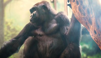 Louisville Zoo welcomes new western lowland gorilla, Patty