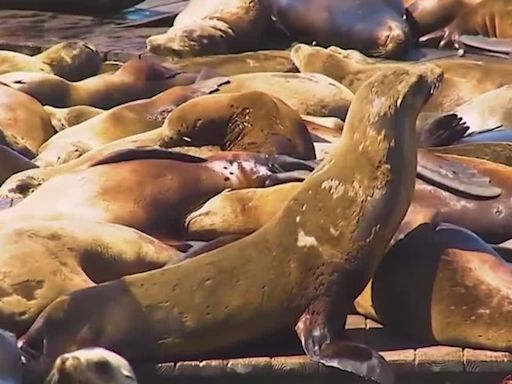 Surge of sea lions at the San Francisco Bay is the most they’ve seen in 15 years