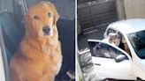Perrito se sube al carro de su dueña para que lo lleve con ella al trabajo: video conmueve a Internet