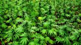 The US Federal Government Plans To Reclassify Marijuana From A Schedule I To Schedule III Drug. Here ...
