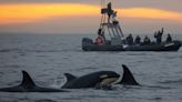 Las orcas atacan y hunden barcos: ahora los científicos saben por qué