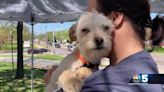 UVM Medical Center holds puppy petting zoo to celebrate nurses, promote dog adoption