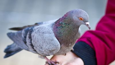 Heartbreaking 'True History' of Pigeons Has People Shocked and Saddened